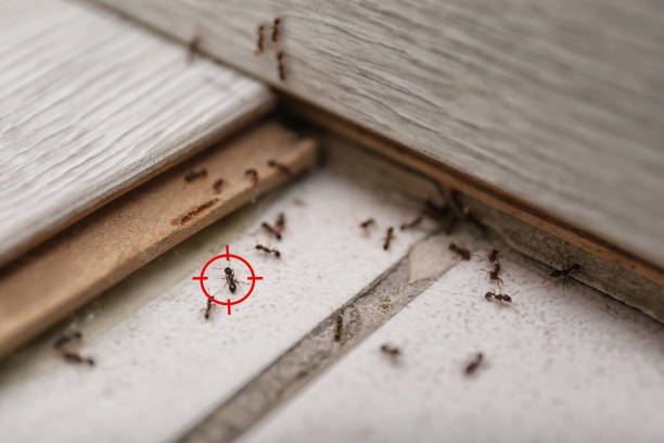 Best Flea Control Services  in , WA