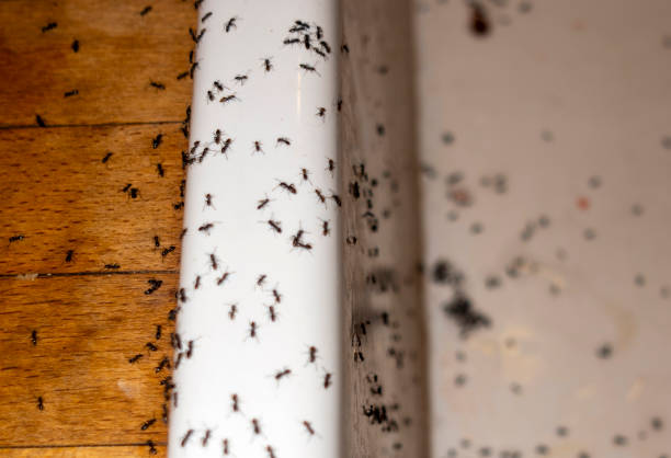 Best Local Pest Control Services  in , WA