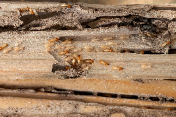 Best Affordable Pest Control Services  in , WA
